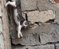 Ηλιούπολη Αττικής: Έσωσαν γάτα που βρέθηκε να κρέμεται καρφωμένη σε σίδερο οικοδομής (βίντεο)