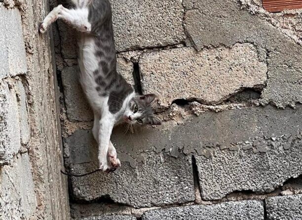 Ηλιούπολη Αττικής: Έσωσαν γάτα που βρέθηκε να κρέμεται καρφωμένη σε σίδερο οικοδομής (βίντεο)