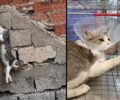 Ηλιούπολη Αττικής: Γλύτωσε και αναρρώνει γάτα που βρέθηκε καρφωμένη σε σίδερο οικοδομής (βίντεο)