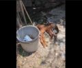Ηράκλειο Κρήτης: Συνελήφθησαν άνδρες που κακοποιούσαν μέχρι θανάτου τα σκυλιά τους – Ένα βρέθηκε ετοιμοθάνατο και κατέληξε (βίντεο)