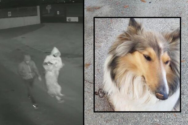 Ηράκλειο Κρήτης: Αναζητούν τους άνδρες που έκλεψαν σκύλο ράτσας Κόλεϊ από προαύλιο παιδικού σταθμού