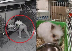 Καισαριανή Αττικής: Γυναίκα εγκατέλειψε κουνέλι αλλά την κατέγραψε κάμερα ασφαλείας κτηνιατρείου (βίντεο)