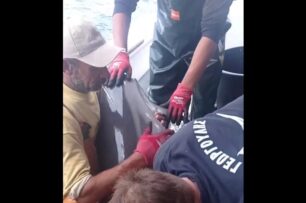 Ψαράδες απελευθέρωσαν στο Αιγαίο δελφίνι που μπλέχτηκε στα παραγάδια τους (βίντεο)