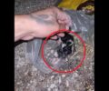 Καναλάκι Πρέβεζας: Βρήκε νεογέννητα γατάκια μέσα σε σακούλα (βίντεο)