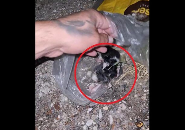Καναλάκι Πρέβεζας: Βρήκε νεογέννητα γατάκια μέσα σε σακούλα (βίντεο)