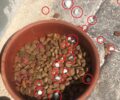 Κάρπαθος: Έριξε φόλα - ναφθαλίνη στα δοχεία τροφής και νερού των αδέσποτων γατιών