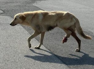 Κατερίνη Πιερίας: Σκύλος επί μήνες περιφέρεται με διαλυμένο πόδι (βίντεο)
