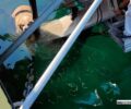 Καβάλα: Κλώτσησε ηλικιωμένο αδέσποτο σκύλο και τον πέταξε στη θάλασσα