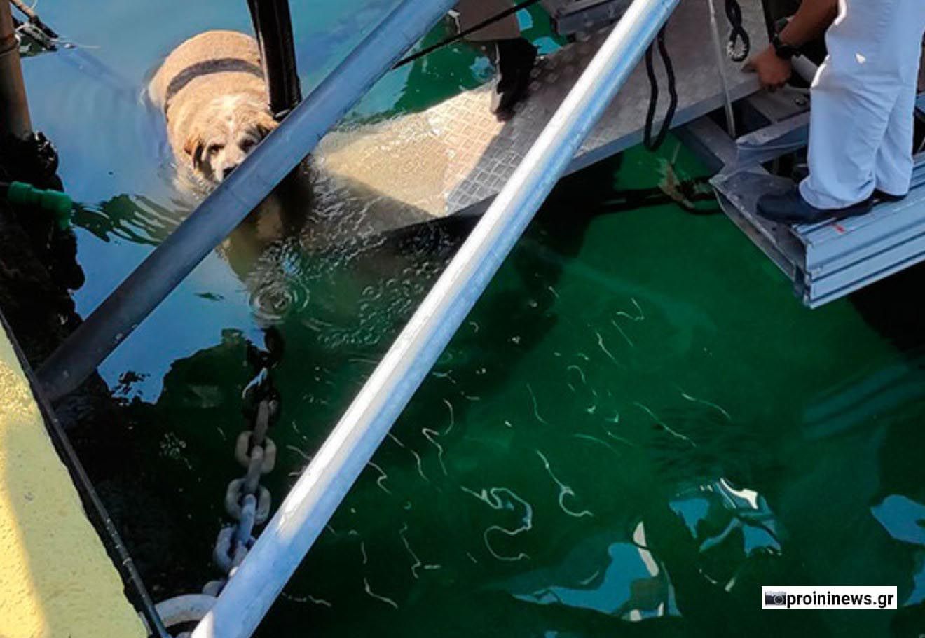 Καβάλα: Αναζητούν τους μάρτυρες που είδαν ποιος κλώτσησε σκύλο και τον πέταξε στη θάλασσα