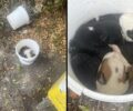 Κήπια Ανακασιάς Μαγνησίας: Εξαφάνισε κουταβάκια που εντοπίστηκαν σε κουβά πεταμένα στα σκουπίδια