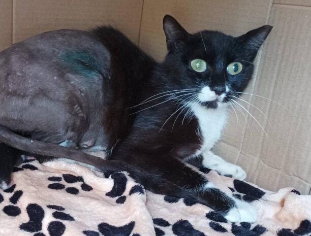Κως: Επέζησε γάτα που πυροβολήθηκε με αεροβόλο ούσα έγκυος