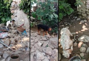 Kως: Βρήκαν 8 κυνηγόσκυλα δεμένα και εκτεθειμένα στις καιρικές συνθήκες κοντά στο Πυλί