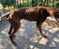 Κουμαριάς Κορινθίας: Ακόμα ένας σκύλος βρέθηκε τραγικά σκελετωμένος (βίντεο)