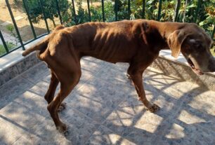 Κουμαριάς Κορινθίας: Ακόμα ένας σκύλος βρέθηκε τραγικά σκελετωμένος (βίντεο)