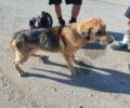 Μουρτερή Εύβοιας: Έκκληση για την περίθαλψη και φιλοξενία άρρωστου σκύλου (βίντεο)