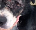 Θεσσαλονίκη: Έσωσαν σκυλίτσα, τη γιάτρεψαν και ψάχνουν γι’ αυτή σπιτικό – Είχε βρεθεί στα σκουπίδια στα Λαγυνά (βίντεο)
