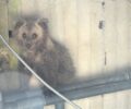 Λεύκη Καστοριάς: Διέσωσαν αρκουδάκι που έπεσε σε δεξαμενή (βίντεο)