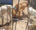 Μαρκόπουλος Αττικής: Εγκατέλειψε 3 σκυλιά χωρίς νερό και τροφή μέσα ενοικιαζόμενο χώρο