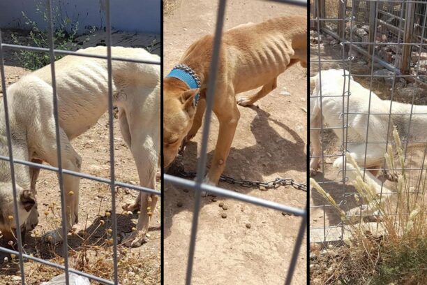 Μαρκόπουλος Αττικής: Εγκατέλειψε 3 σκυλιά χωρίς νερό και τροφή μέσα ενοικιαζόμενο χώρο