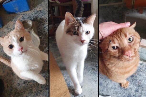 Μαρούσι Αττικής: Έσωσαν τις γάτες που δεν φρόντιζε ο ιδιοκτήτης τους (βίντεο)