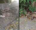 Μεταμόρφωση Αττικής: Βρέθηκε και μεταφέρεται σε κτηνίατρο η παράλυτη γάτα (βίντεο)