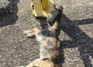 Μύλοι Φθιώτιδας: Με φόλες δολοφόνησε γάτες