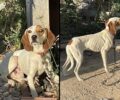 Νάξος: Τουρίστες κατήγγειλαν άνδρα που έχει σκύλο σκελετωμένο και διαρκώς δεμένο (βίντεο)