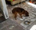 Νέα Ιωνία Αττικής: Συνελήφθη άνδρας που κακοποιούσε σκύλο – Τον είχε έγκλειστο χωρίς τροφή (βίντεο)