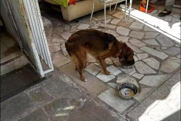 Νέα Ιωνία Αττικής: Συνελήφθη άνδρας που κακοποιούσε σκύλο – Τον είχε έγκλειστο χωρίς τροφή (βίντεο)