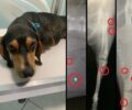 Νέα Σελεύκεια Θεσπρωτίας: Σκύλος πυροβολημένος και με αεροβόλο και με κυνηγετικό όπλο