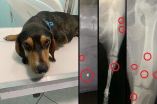 Νέα Σελεύκεια Θεσπρωτίας: Σκύλος πυροβολημένος και με αεροβόλο και με κυνηγετικό όπλο