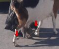 Νεάπολη Λακωνίας: Βρήκαν παστουρωμένη κατσίκα με δεμένα τα πόδια