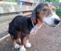 Οινόη Αττικής: Φροντίζει σκελετωμένο σκύλο που βρέθηκε σε χωματερή σοβαρά άρρωστος (βίντεο)
