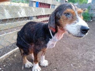 Οινόη Αττικής: Φροντίζει σκελετωμένο σκύλο που βρέθηκε σε χωματερή σοβαρά άρρωστος (βίντεο)