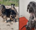 Έβρος: Έσωσαν σκύλο εξαθλιωμένο από ασθένειες και τρίχωμα «πανοπλία» στη Ζώνη Ορεστιάδας (βίντεο)