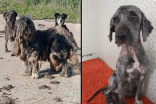 Έβρος: Έσωσαν σκύλο εξαθλιωμένο από ασθένειες και τρίχωμα «πανοπλία» στη Ζώνη Ορεστιάδας (βίντεο)