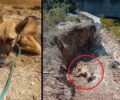 Παλλήνη Αττικής: Έκκληση για τα έξοδα άρρωστου σκύλου που βρέθηκε με σπασμένο πόδι να κείτεται αβοήθητος (βίντεο)