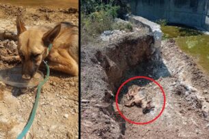 Παλλήνη Αττικής: Έκκληση για τα έξοδα άρρωστου σκύλου που βρέθηκε με σπασμένο πόδι να κείτεται αβοήθητος (βίντεο)