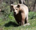 ΑΡΚΤΟΥΡΟΣ και Καλλιστώ διαψεύδουν το kynigesia.gr για το «κατόρθωμα» κτηνοτρόφου που παγίδευσε αρκούδα στο Φίλυρο Θεσσαλονίκης