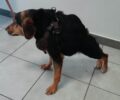 Ραφήνα Αττικής: Σκύλος με σπάνια εκ γενετής δυσμορφία οστών βρέθηκε αδέσποτος (βίντεο)