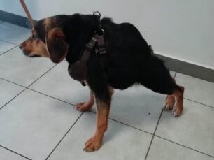 Ραφήνα Αττικής: Σκύλος με σπάνια εκ γενετής δυσμορφία οστών βρέθηκε αδέσποτος (βίντεο)