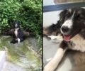 Ροδιανή Κοζάνης: Πυροβολημένος στην σπονδυλική στήλη ο σκύλος που έμεινε για πάντα παράλυτος (βίντεο)