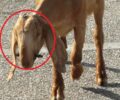 Ρόδος: Συνελήφθη κτηνοτρόφος που κακοποιεί κατσικάκια για να μη θηλάζουν – Είναι νόμιμο δηλώνει (βίντεο)