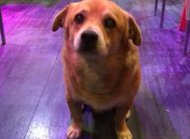 Ρόδος: Φρικτό θάνατο από φόλα βρήκε ο Κυριάκος ο πιο γνωστός αδέσποτος σκύλος του νησιού (βίντεο)