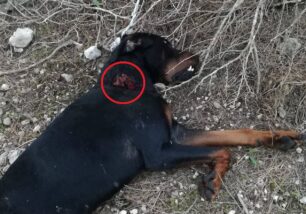 Ρόδος: Βρήκε σκύλο δεμένο σε δέντρο να κείτεται νεκρός - πιθανότατα πυροβολημένος - κοντά στην Ψίνθο