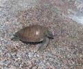 Ρόδος: Ακόμα μια θαλάσσια χελώνα βρέθηκε νεκρή δολοφονημένη από ψαρά