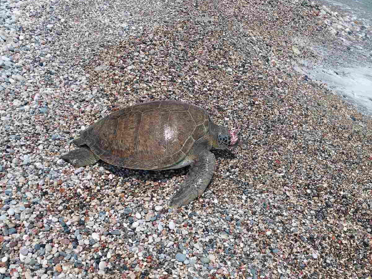Ρόδος: Ακόμα μια θαλάσσια χελώνα βρέθηκε νεκρή δολοφονημένη από ψαρά