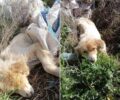 Ρύσιο Θεσσαλονίκης: Πέθανε ο σκύλος που βρέθηκε με όγκους πεταμένο σε τσουβάλι