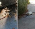 Σάμος: Με φόλες δολοφόνησε σκυλιά στο Άνω Βαθύ