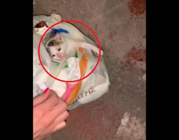 Ιτέα Φωκίδας: Έσωσαν γατάκι που βρήκαν μέσα σε σακούλες σκουπιδιών σε κάδο (βίντεο)